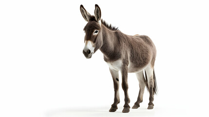Fototapeta premium A contented donkey with a gentle gaze