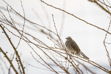 Naklejka premium 冬を越すヒヨドリ