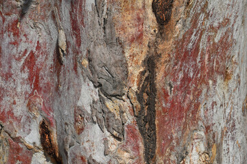 Eucalyptus tree bark texture, Bark of eucalyptus tree, seamless texture, a eucalyptus tree bark texture background image - obrazy, fototapety, plakaty