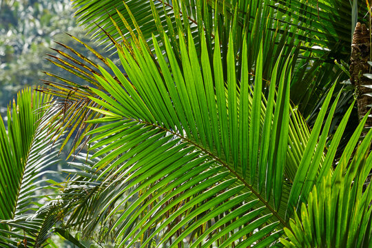Graphic and beautiful palm tree leaves growing in layers in the Puerto Rico rainforest