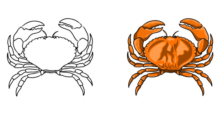 Crab vector coloring page image. Crab vector. Crab sketch