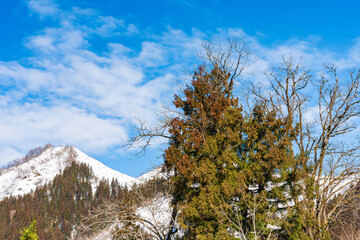 冬枯れの木々と晴天の雪景色