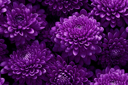 Floral seamless pattern, highlighting dark purple and violet chrysanthemums for fabric prints, wallpapers, and creative backgrounds. Adaptable for fashion, home decor, and artistic projects. © Mirror Flow