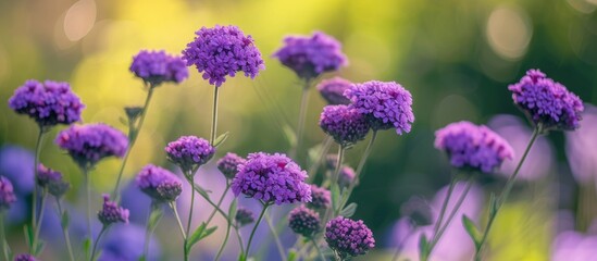 Obraz premium A field is filled with an abundance of purple flowers, creating a beautiful scene of flowering plants with vibrant petals amidst the grass.