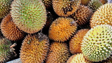 Durian fruits in Indonesia 