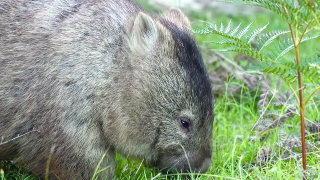 Ein Wombat beim Fressen