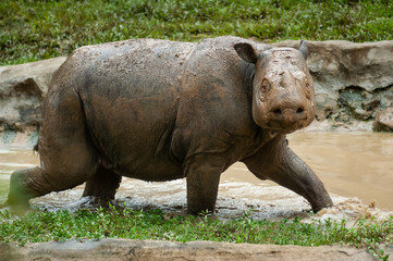 Rhino in the muddy river/water