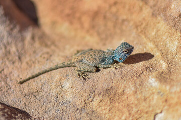 Exotic blue lizard on an orange rock in Petra, Wadi Musa, Jordan.
