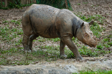 Rhino in the muddy river/water

