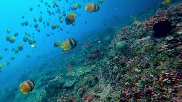 Bunte Fische im Korallenriff in Indonesien