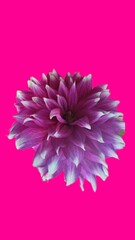 pink chrysanthemum flower