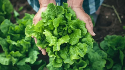 Deurstickers Organic vegetables. Farmers hands with freshly harvested vegetables. Fresh organic lettuce. © Lakkhana
