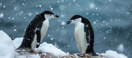 Two Adélie penguins, flightless birds, standing together in the snowy habitat, showcasing their beaks adapted for accessing fluids. These terrestrial organisms belong to the Science of Zoology.