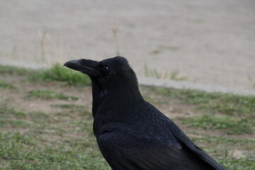 raven on the ground, Banff National Park, Alberta