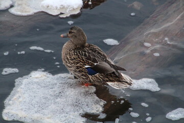 Duck On The River, Gold Bar Park, Edmonton, Alberta