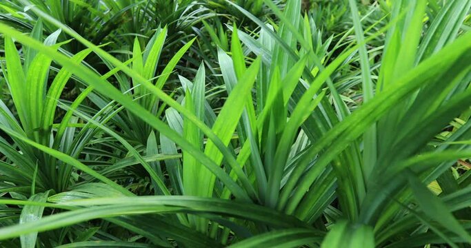 Pandan leaves grow in tropical forest