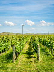 Fototapeta na wymiar New Zealand - Vineyard in the Hawke's Bay region, famous for its gravel soils, very similar to those of Bordeaux. A wide range of quality wines are produced here..