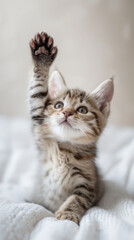 Kitten Raising Paw in Soft Focus.
Soft focus image of a kitten with paw raised.
