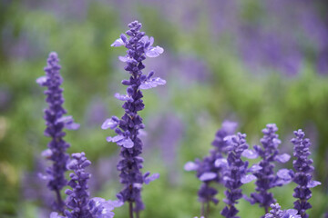 purple flowers 