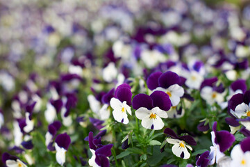 purple and white crocus
