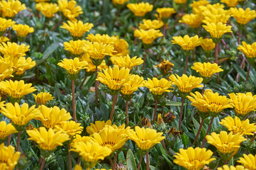 field of yellow flowers
