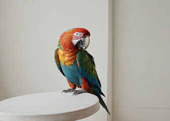 Colorful parrot macaw with blue, green, and yellow feathers, standing on a pastel background