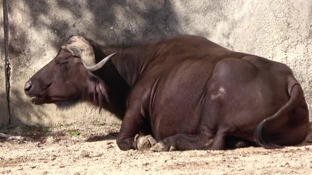 The Wild water buffalo ruminating and relaxing alone. 4K