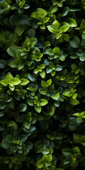 A top view of a beautiful macro closeup image of green natural small plant leaves vertical garden bush