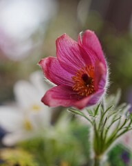 素敵な春の花オキナグサ