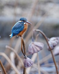 野鳥のカワセミが枯れた蓮花托の上にを立っているとても可愛いです