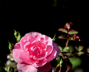 Pink rose Bonika with buds in the garden. Perfect for background greeting cards