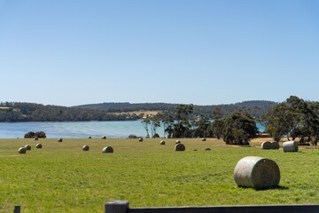 Baling hay and silage rolls and bales on a farm, in australia in a meadow