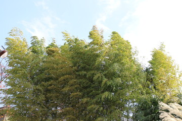 風に揺れる竹の木