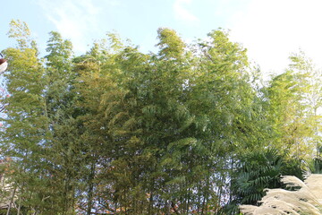 風に揺れる竹の木