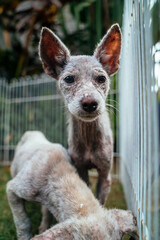 Puppies with skin issues