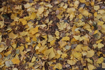 秋の風景　イチョウの落ち葉