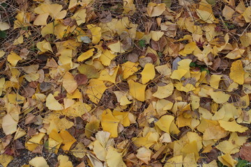 秋の風景　イチョウの落ち葉