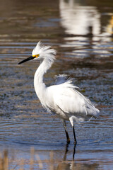 A snowy egret fishing in sea