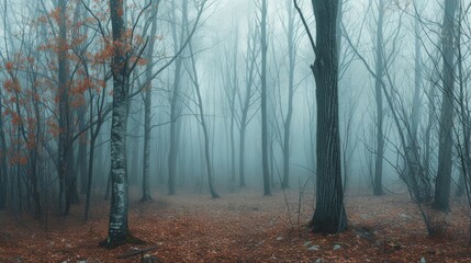 Fototapeta na wymiar Panorama of foggy forest. Fairy tale spooky looking woods in a misty day. Cold foggy morning in horror forest