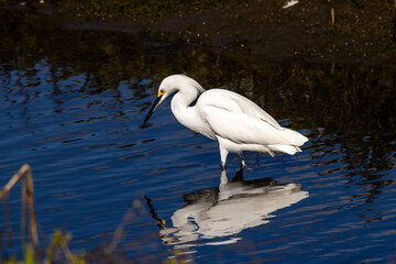 A snowy egret fishing in sea