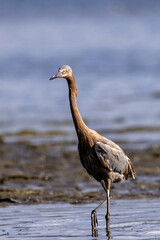 A reddish egret fishing in sea