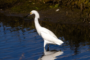 A snowy egret fishing in sea
