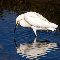 A snowy egret fishing in sea