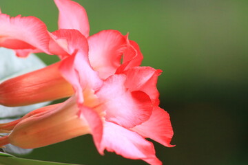 Fototapeta premium close up of a red flower