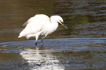 A snowy egret fishing in sea