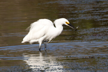 A snowy egret fishing in sea