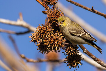 A lesser goldfinch taking sweetgum seeds