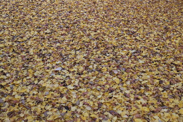 秋の風景　イチョウの落ち葉