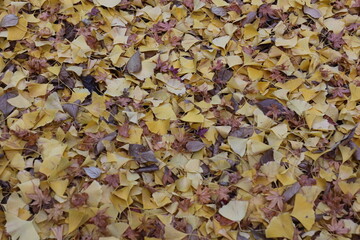 秋の風景　イチョウの落ち葉