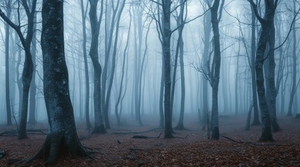 Panorama of foggy forest. Fairy tale spooky looking woods in a misty day. Cold foggy morning in horror forest